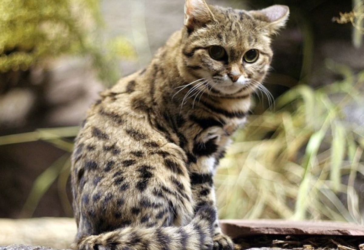 Thumbnail of The Andean mountain cat: an endangered Andean species