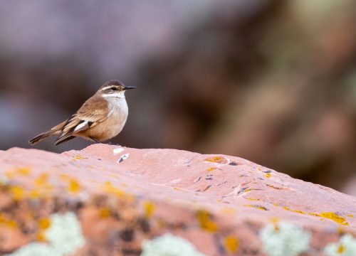 Flora y fauna de los Andes: Qué verás en Ausangate