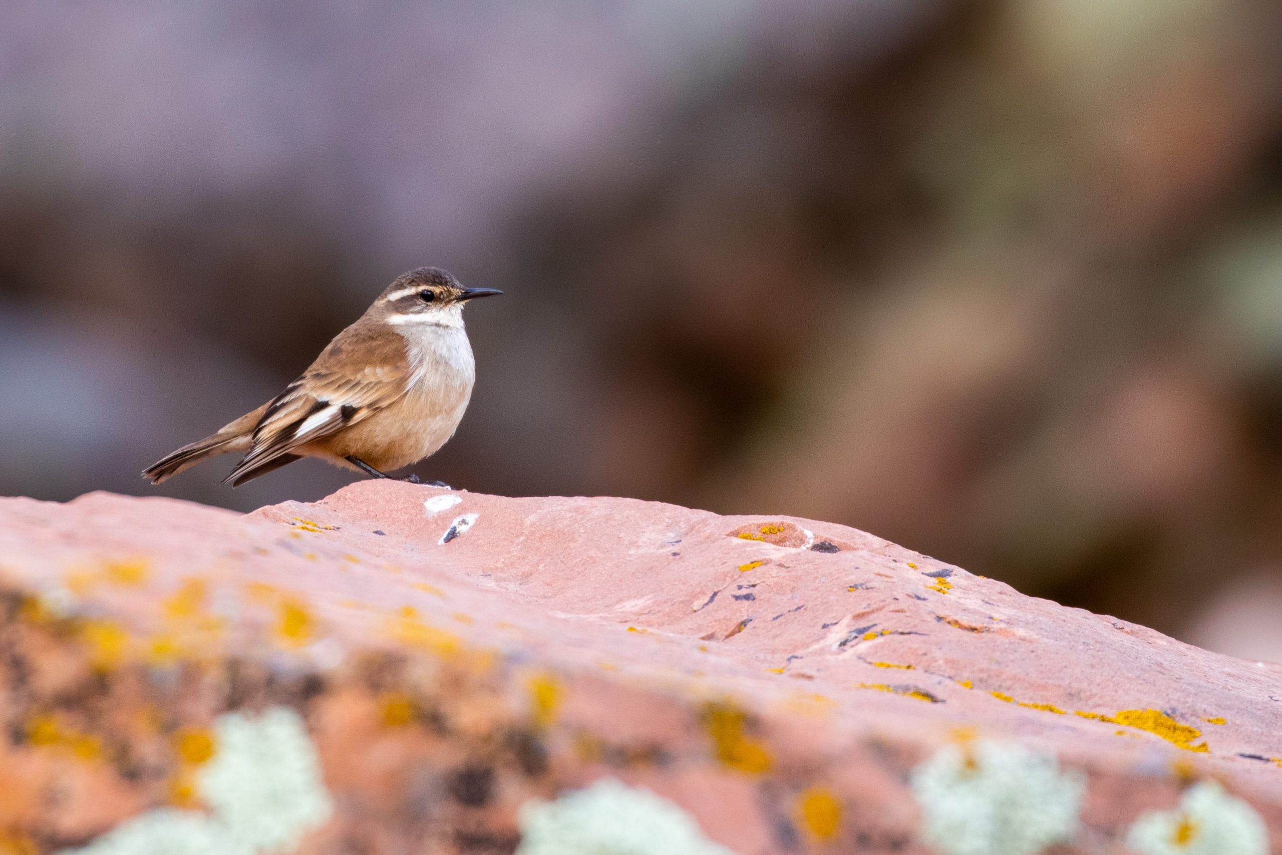 Flora y fauna de los Andes: Qué verás en Ausangate